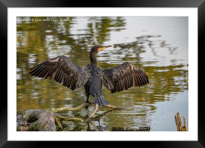 Cormorant showing off his wings Framed Mounted Print by Kevin White