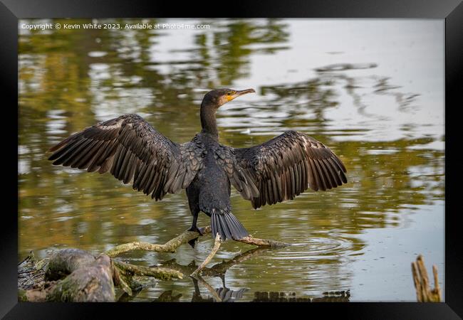 Cormorant showing off his wings Framed Print by Kevin White