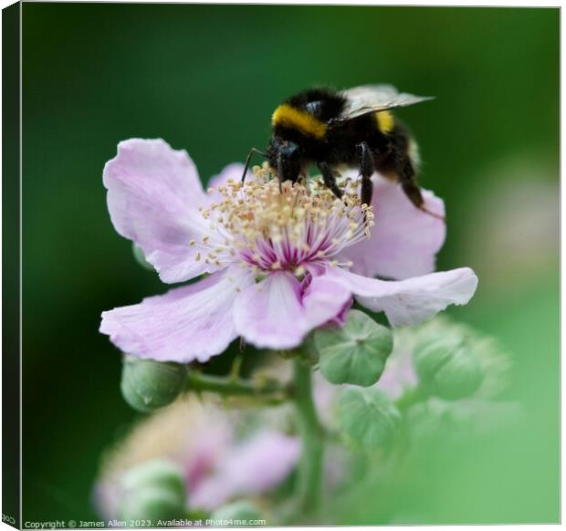 Bees  Canvas Print by James Allen