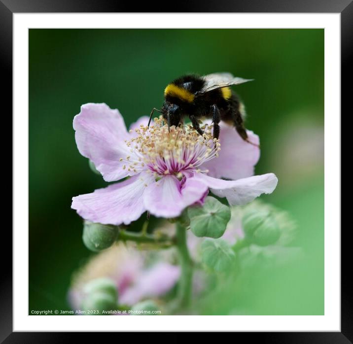 Bees  Framed Mounted Print by James Allen