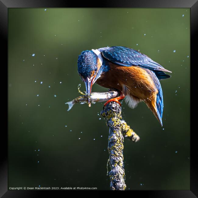 Kingfisher Catch Of The Day Framed Print by Dean Mackintosh