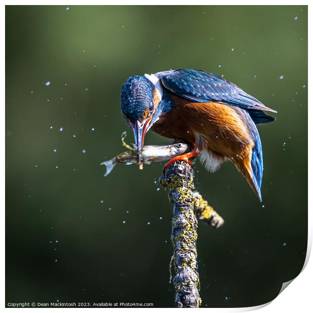 Kingfisher Catch Of The Day Print by Dean Mackintosh