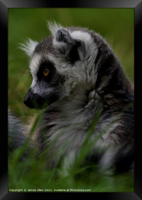 Lemurs  Framed Print by James Allen