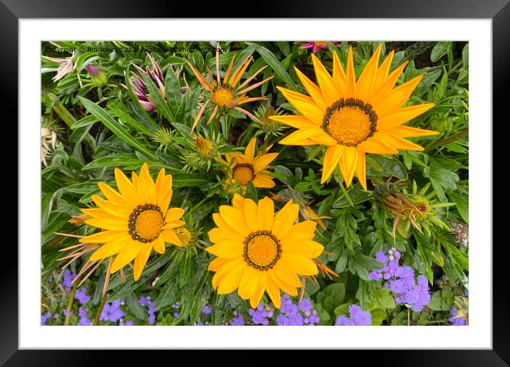 Brightly Coloured Flowers Framed Mounted Print by Jim Jones