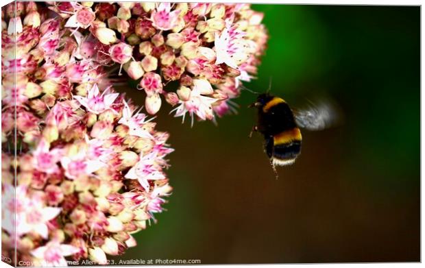 Bees  Canvas Print by James Allen