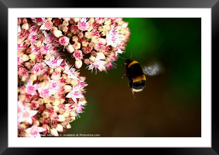 Bees  Framed Mounted Print by James Allen