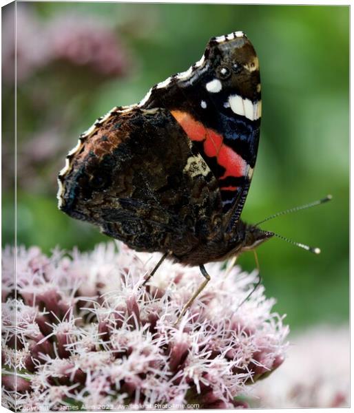 Red Admiral butterfly  Canvas Print by James Allen