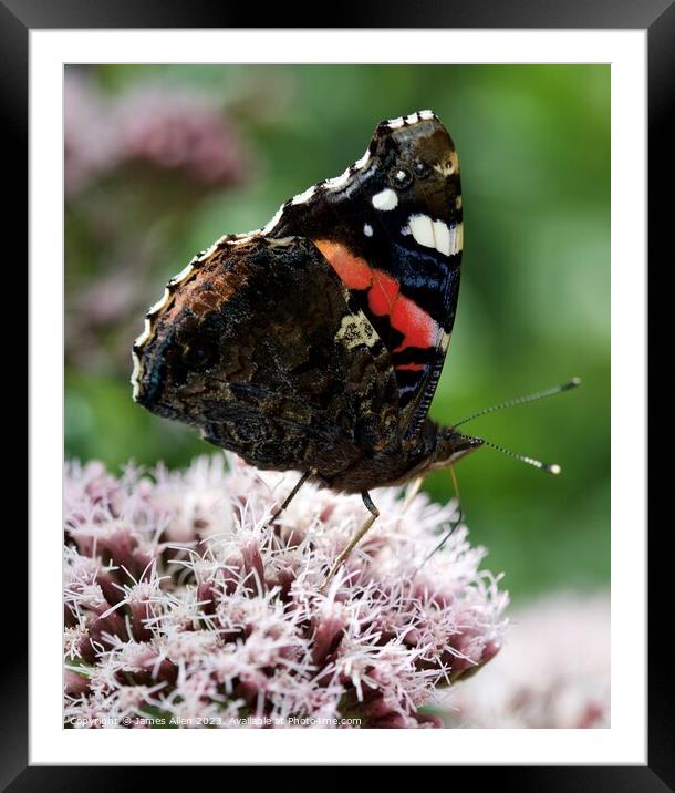 Red Admiral butterfly  Framed Mounted Print by James Allen