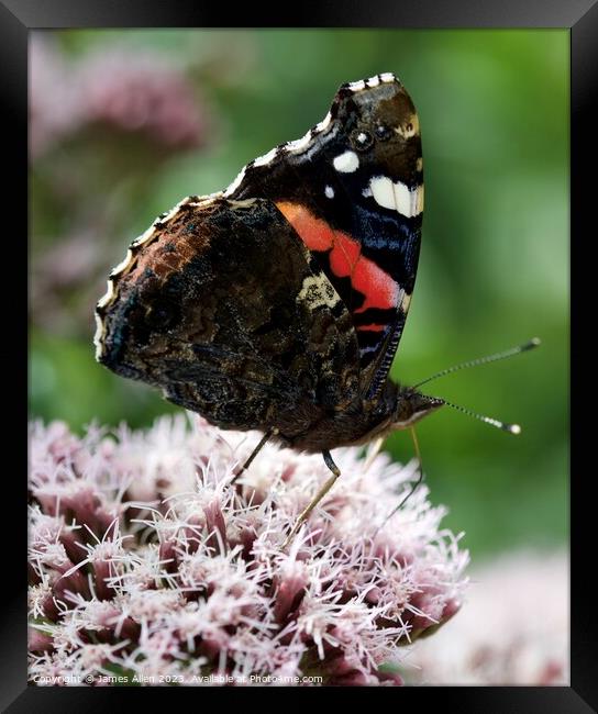Red Admiral butterfly  Framed Print by James Allen