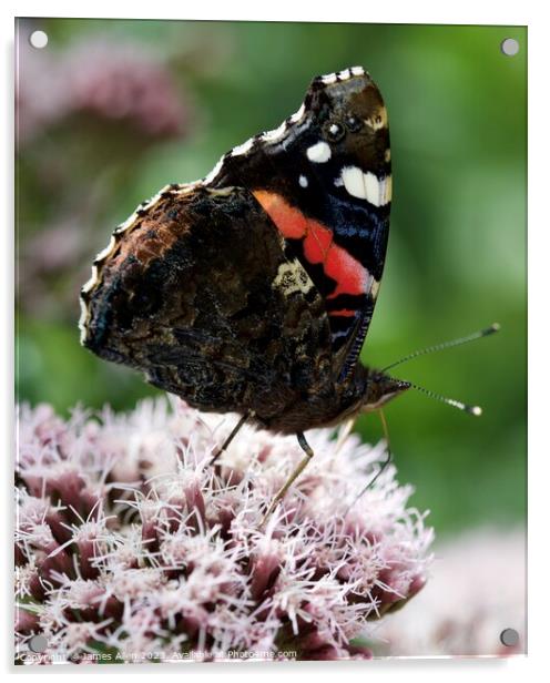 Red Admiral butterfly  Acrylic by James Allen