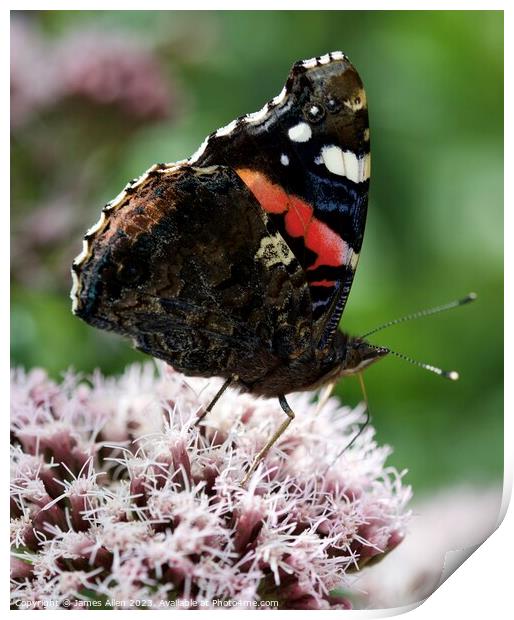 Red Admiral butterfly  Print by James Allen
