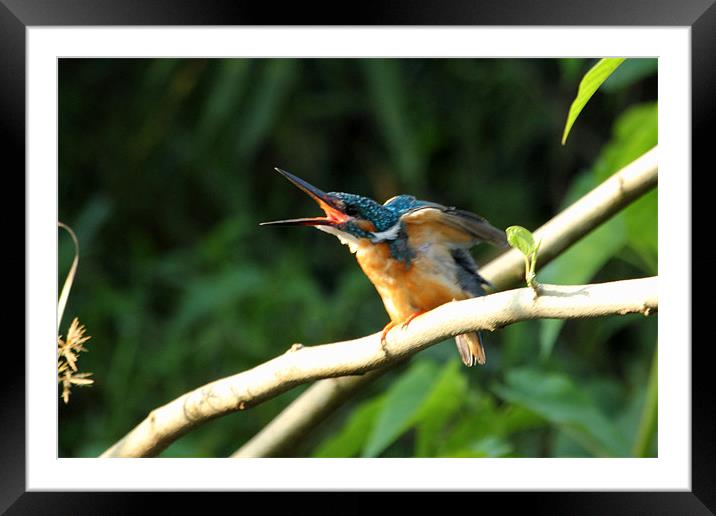 Common Kingfisher [f] Framed Mounted Print by Bhagwat Tavri