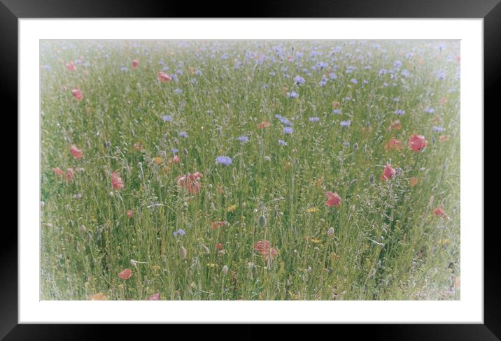 Dreamy wild flowers Framed Mounted Print by Steve Painter