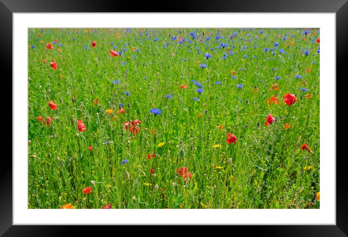 A bed of colorful wild flowers  Framed Mounted Print by Steve Painter