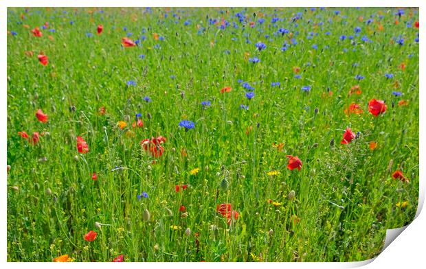 A bed of colorful wild flowers  Print by Steve Painter