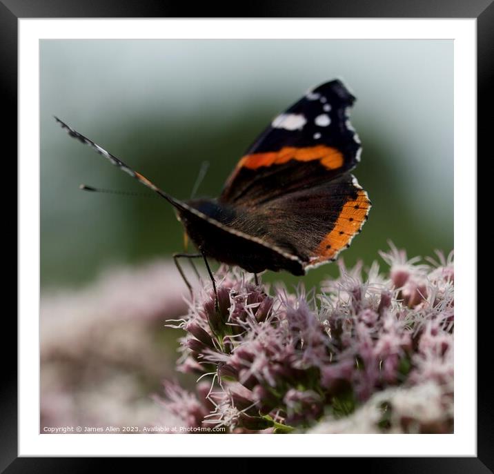 Beautiful Butterfly  Framed Mounted Print by James Allen