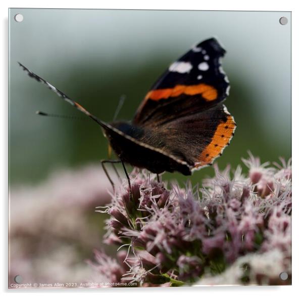 Beautiful Butterfly  Acrylic by James Allen