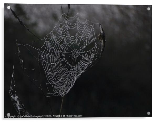 Web Dew  Acrylic by Infallible Photography