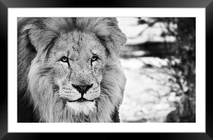 Lion face Framed Mounted Print by Clare FitzGerald