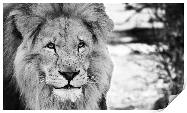 Lion face Print by Clare FitzGerald