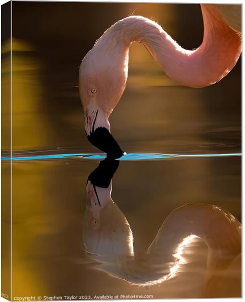 Flamingo Reflection  Canvas Print by Stephen Taylor