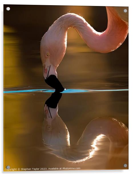 Flamingo Reflection  Acrylic by Stephen Taylor