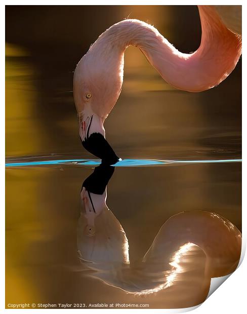 Flamingo Reflection  Print by Stephen Taylor