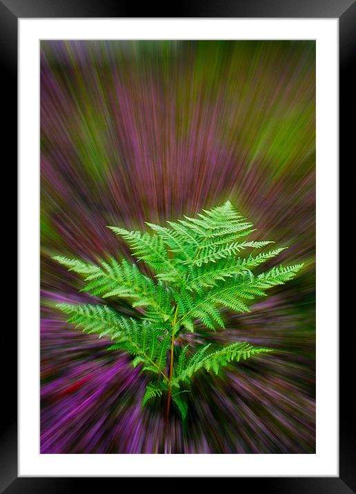 Fern and Heather Framed Mounted Print by Alice Gosling