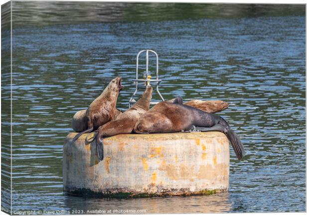 Steller Sea lions resting and calling on a mooring buoy in Price William Sound, Alaska, USA Canvas Print by Dave Collins