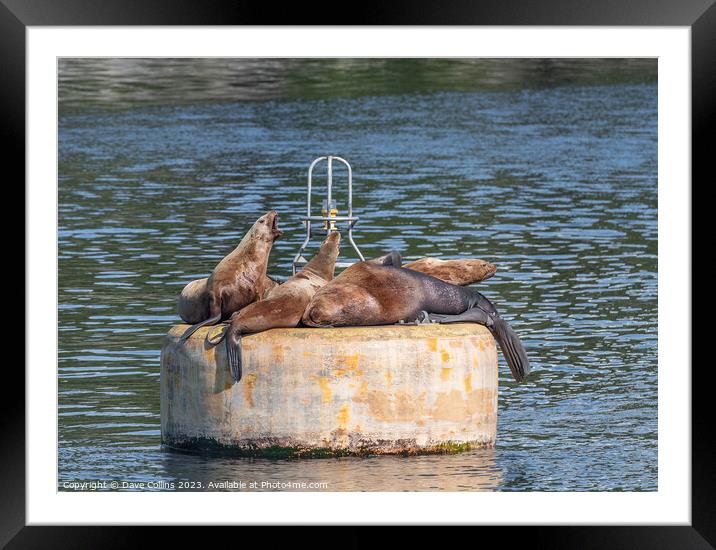 Steller Sea lions resting and calling on a mooring buoy in Price William Sound, Alaska, USA Framed Mounted Print by Dave Collins