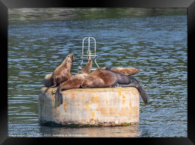 Steller Sea lions resting and calling on a mooring buoy in Price William Sound, Alaska, USA Framed Print by Dave Collins