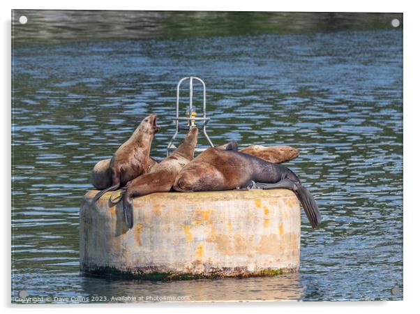 Steller Sea lions resting and calling on a mooring buoy in Price William Sound, Alaska, USA Acrylic by Dave Collins