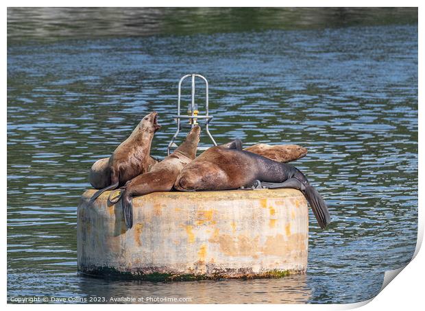 Steller Sea lions resting and calling on a mooring buoy in Price William Sound, Alaska, USA Print by Dave Collins