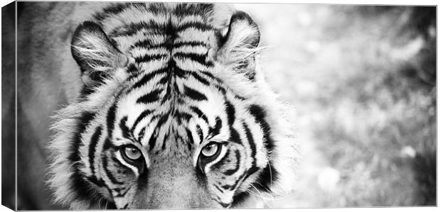 Eye of the Tiger Canvas Print by Clare FitzGerald