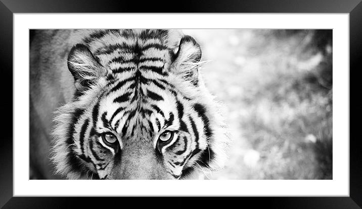 Eye of the Tiger Framed Mounted Print by Clare FitzGerald