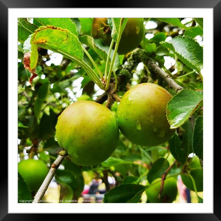Apples on a Tree Framed Mounted Print by Lee Osborne