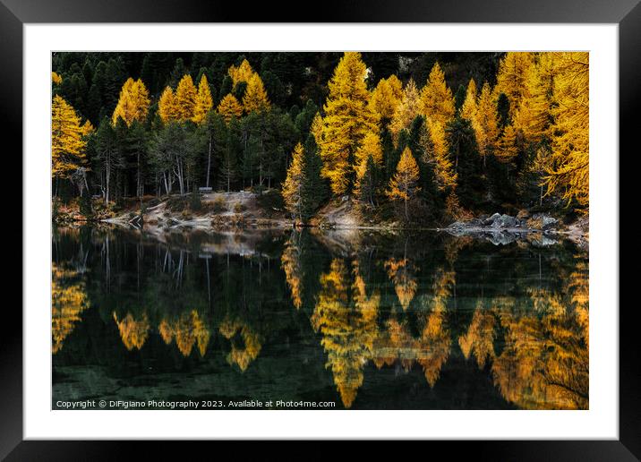 Palpuogna Larch Framed Mounted Print by DiFigiano Photography