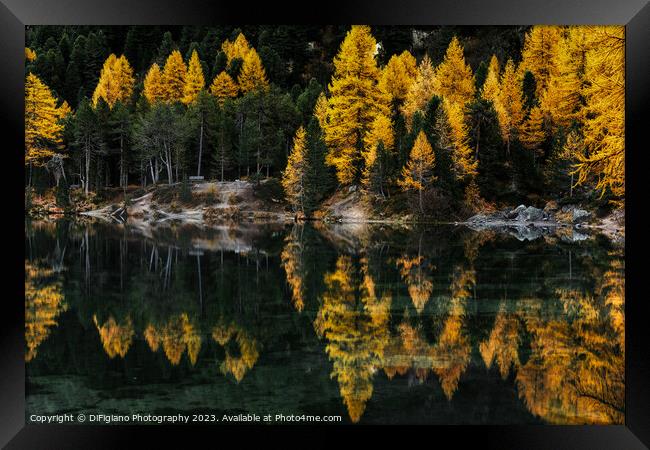 Palpuogna Larch Framed Print by DiFigiano Photography