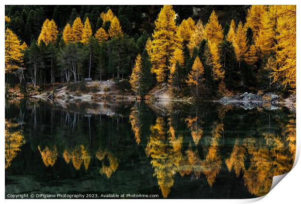 Palpuogna Larch Print by DiFigiano Photography