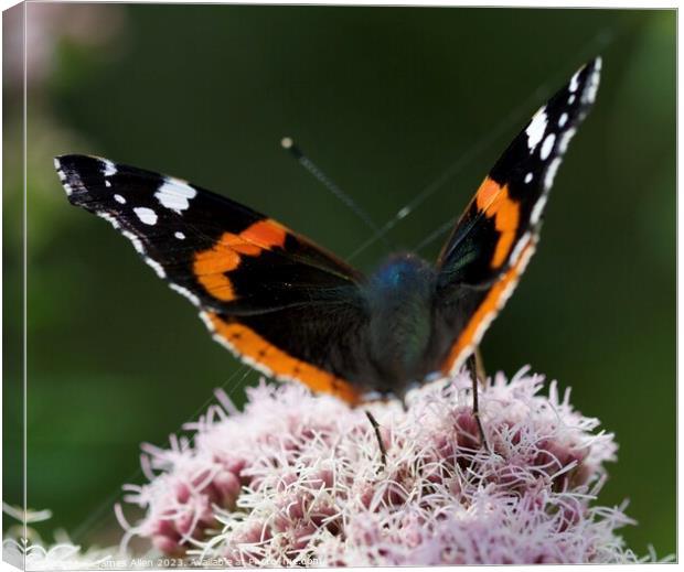 Red Admiral Butterfly Canvas Print by James Allen