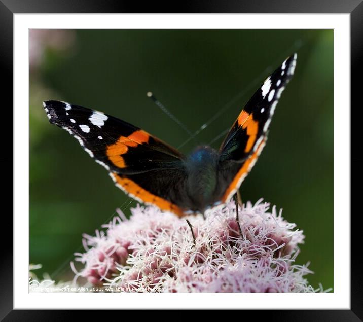 Red Admiral Butterfly Framed Mounted Print by James Allen