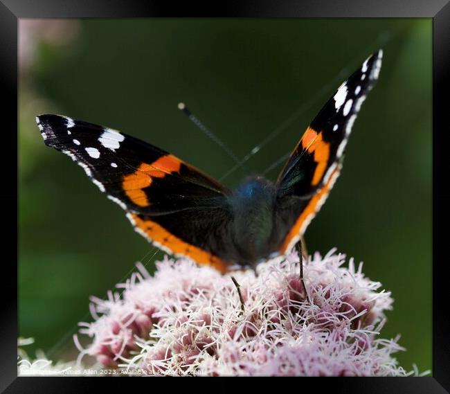 Red Admiral Butterfly Framed Print by James Allen