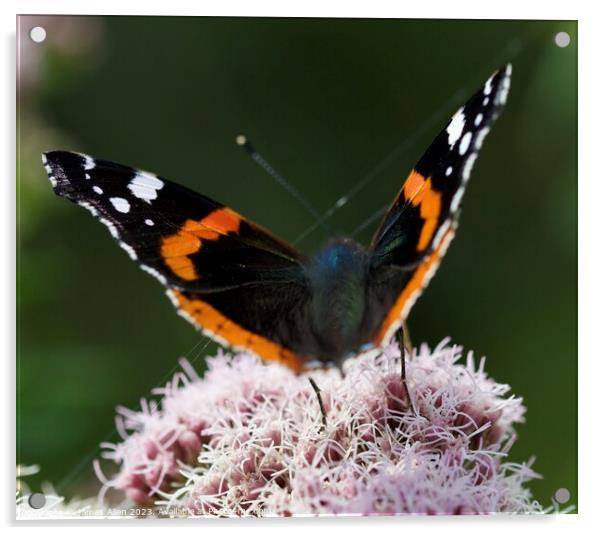 Red Admiral Butterfly Acrylic by James Allen