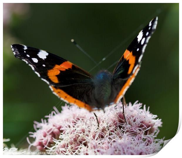 Red Admiral Butterfly Print by James Allen