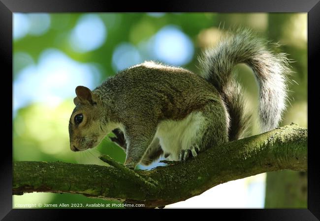 Squirrel Framed Print by James Allen