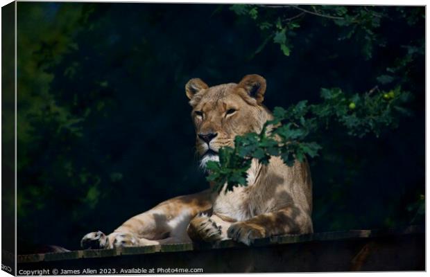 Lions Canvas Print by James Allen