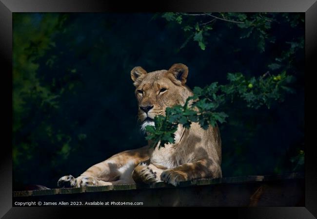 Lions Framed Print by James Allen