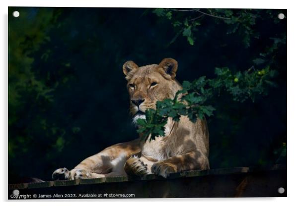 Lions Acrylic by James Allen