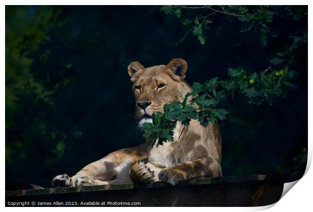 Lions Print by James Allen