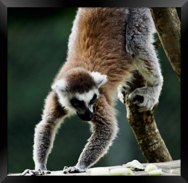 Lemurs  Framed Print by James Allen